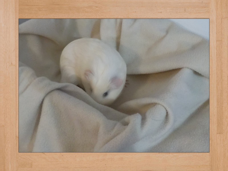 BB #3, Meerschweinchen — Oktober 2023