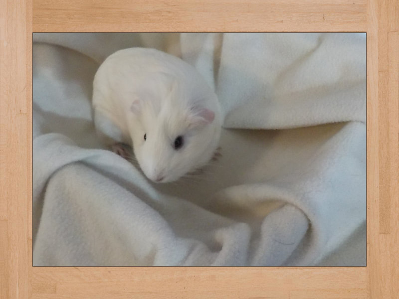 BB #3, Meerschweinchen — Oktober 2023 (2)