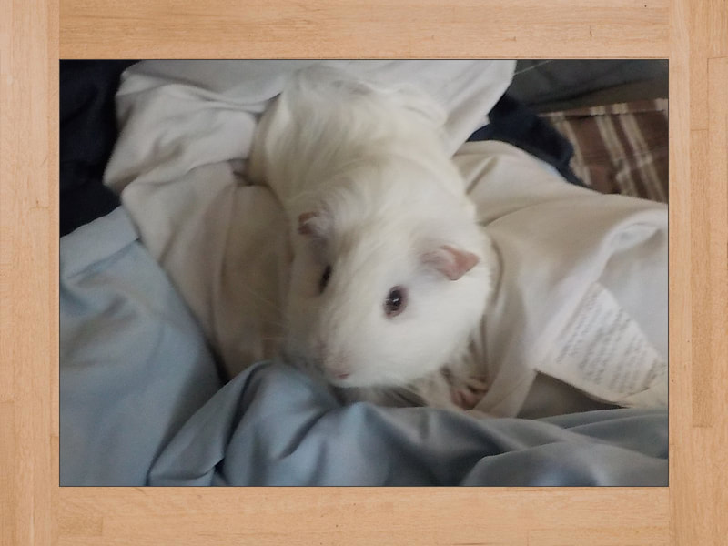 BB #3, Meerschweinchen — Juli 2024