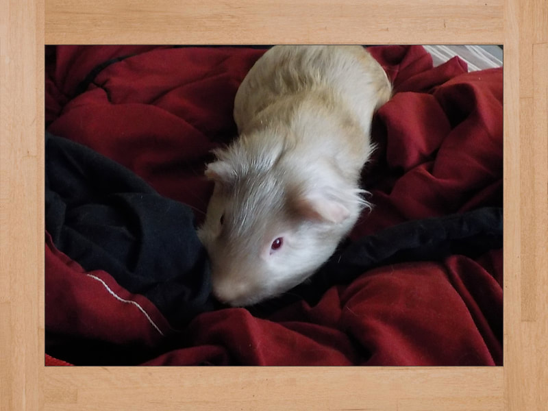 Bob, Meerschweinchen — Oktober 2024