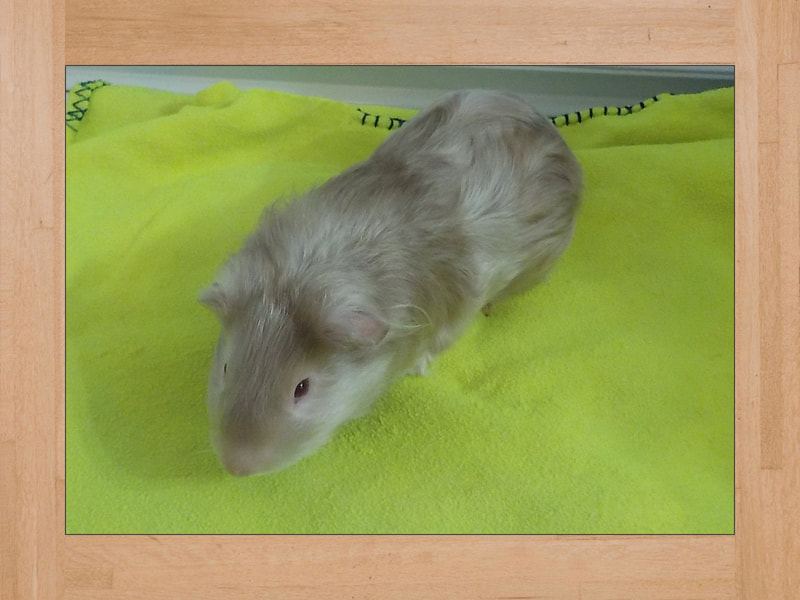 Bob, Meerschweinchen — Juli 2024