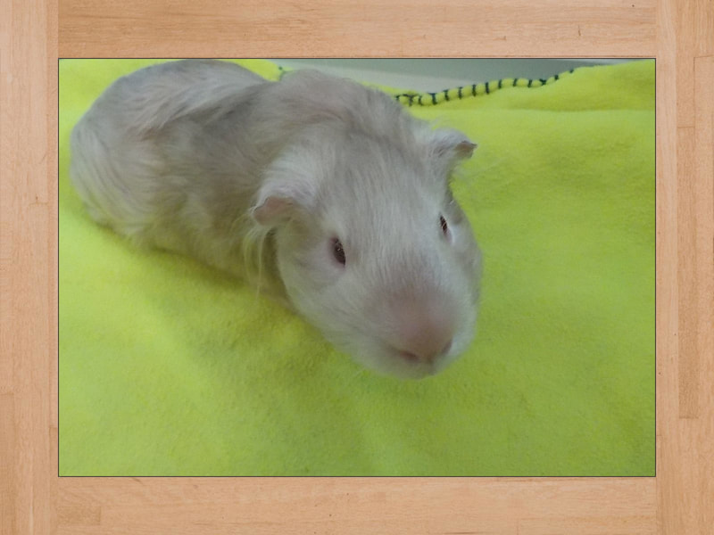 Bob, Meerschweinchen — Juli 2024 (2)