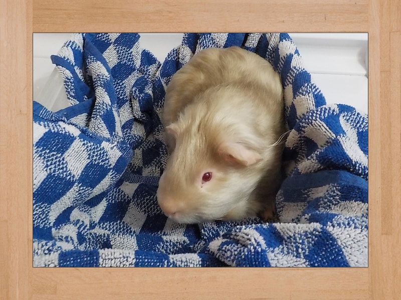 Bob, Meerschweinchen — Juni 2025