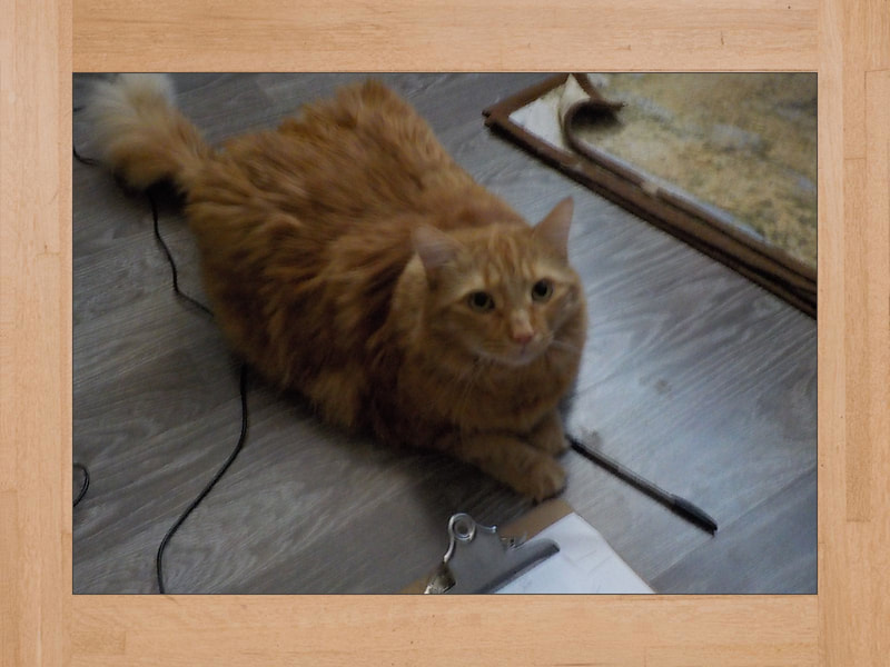 Gus, Katze — November 2024