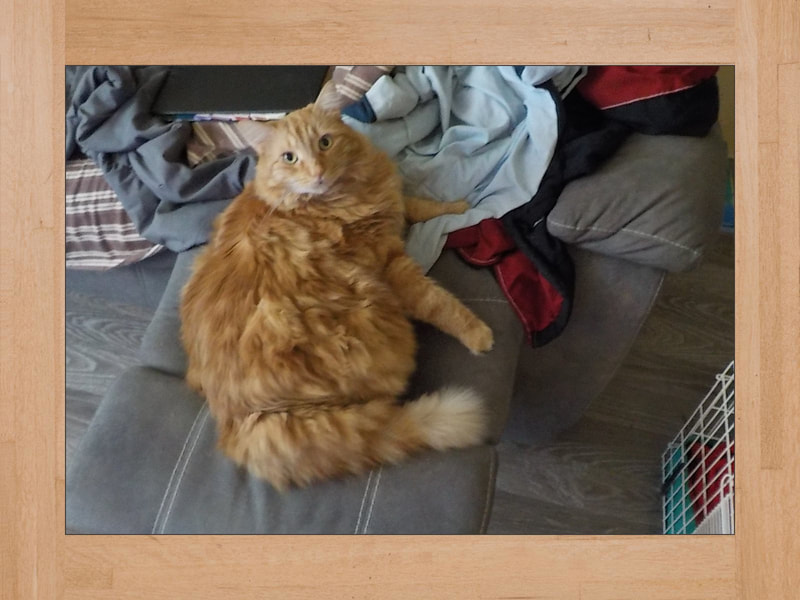 Gus, Katze — Juli 2025