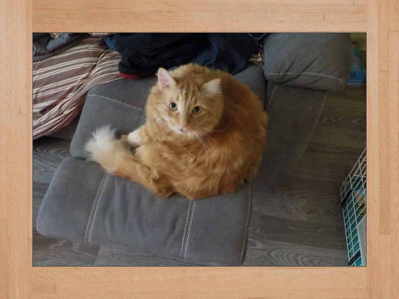 Gus, Katze — Juni 2025