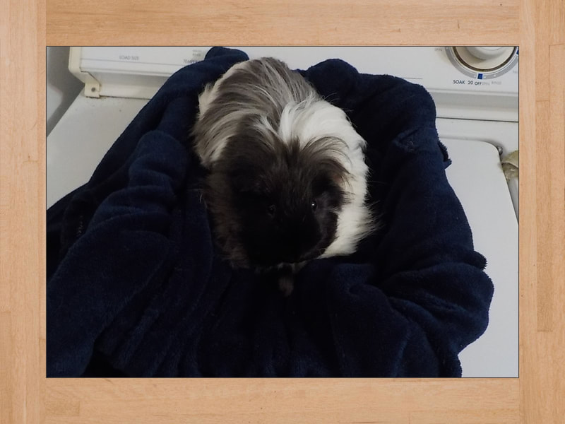 Link Jr, Meerschweinchen — November 2023