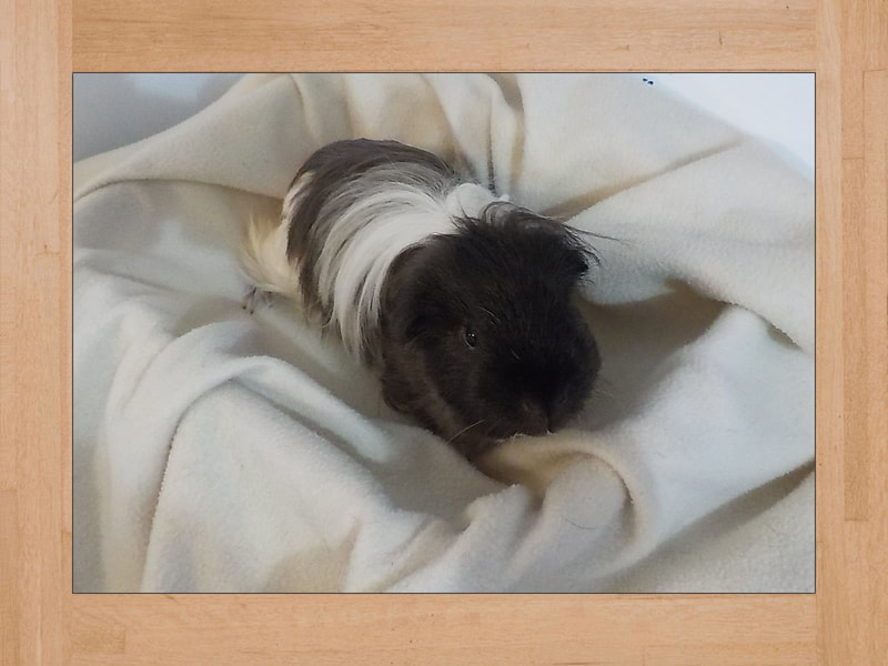 Link Jr, Meerschweinchen — Oktober 2023 (2)