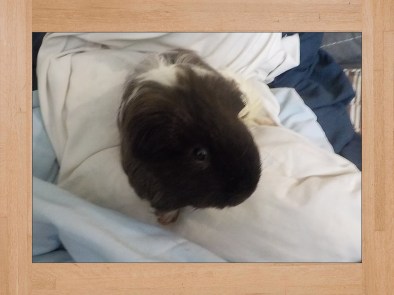 Link Jr, Meerschweinchen — Juli 2024 (2)
