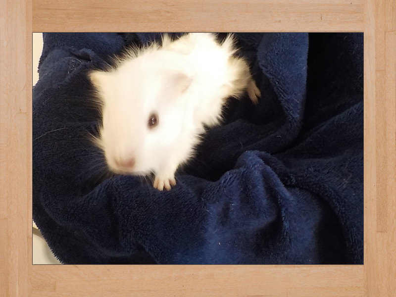 Snow, Meerschweinchen — November 2023 (2)