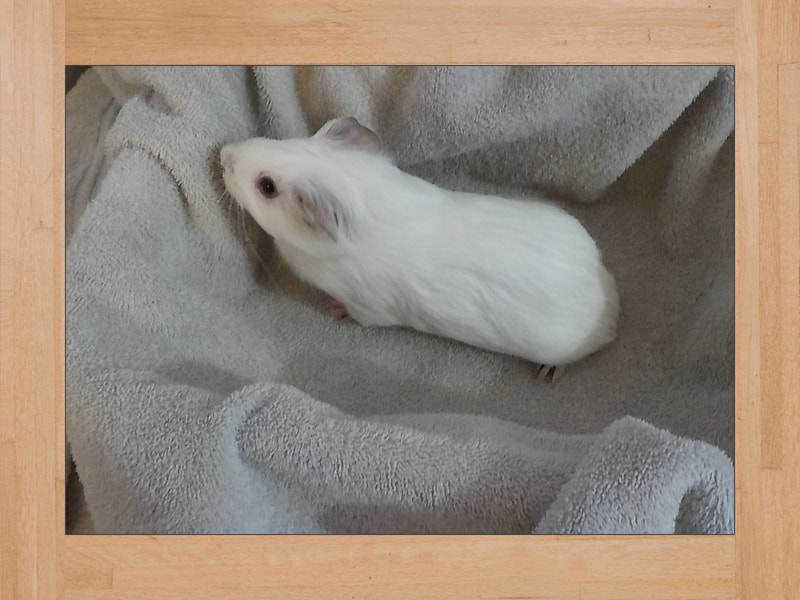 Snow, Meerschweinchen — Juli 2024
