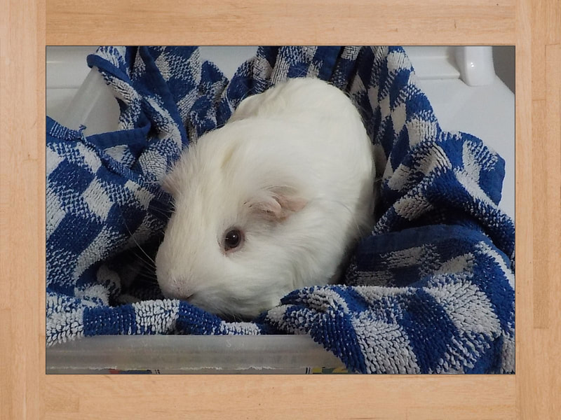 Snow, Meerschweinchen — Juni 2025 (2)